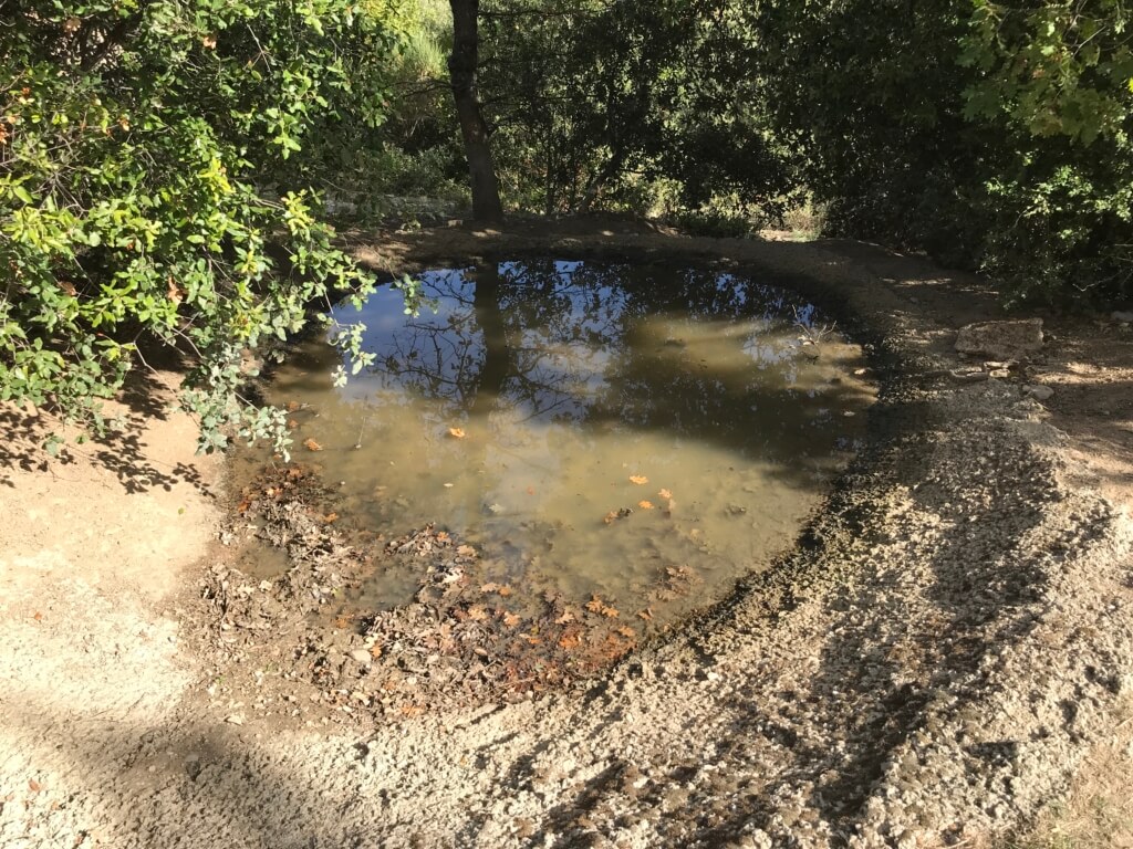 natural-pond-in-the-forest