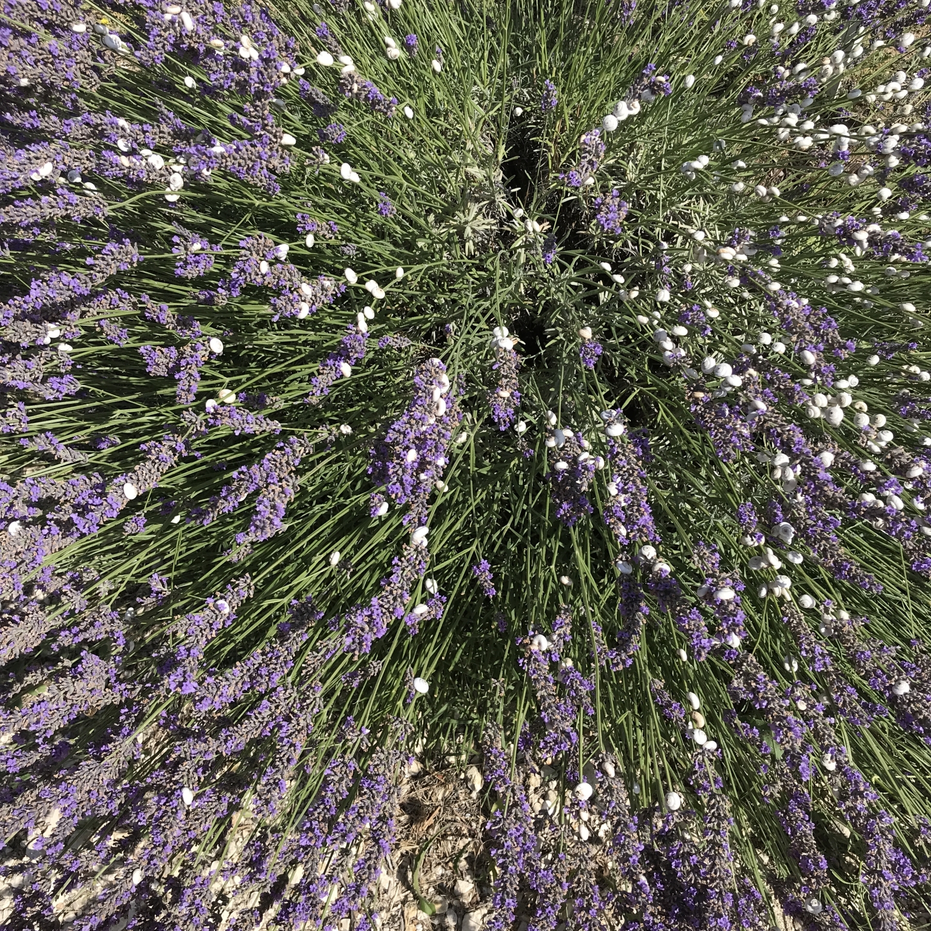 Snails just love lavender!